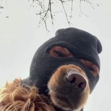 Have you seen a Gangster dog? 😂😅😆