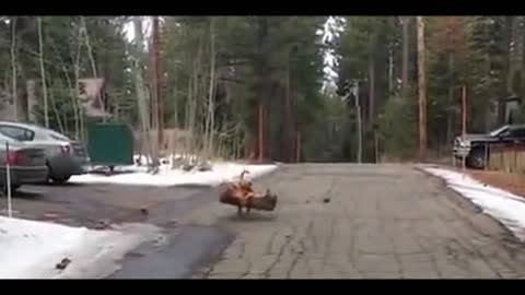 Funny video