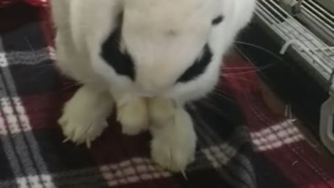 A rabbit washing his face.