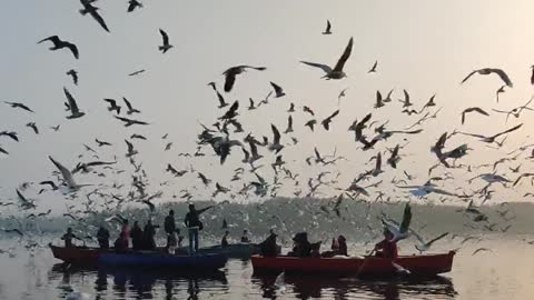 Seagulls at sunset 24u