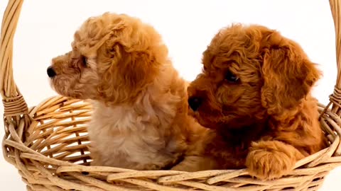 Cute dogs in Bucket 🤩🤗❤️ very cute puppy dog