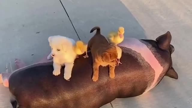 cute dog and pig