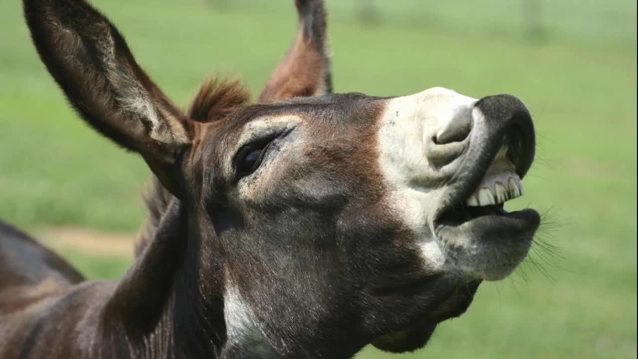 Braying Donkey