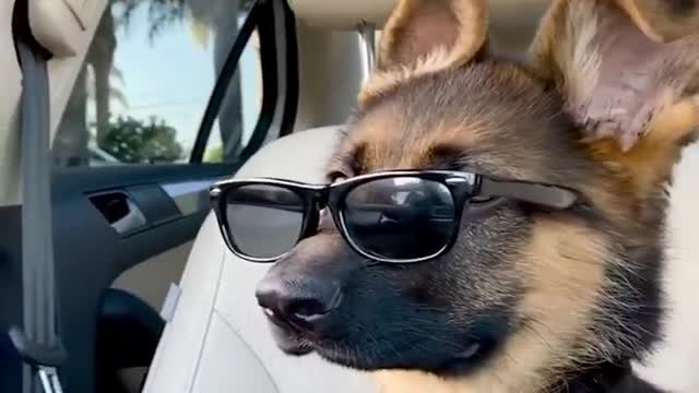 Funny Dog Video Cute Dog