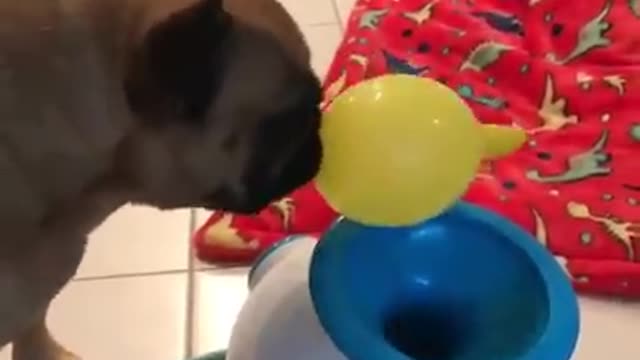 Funny Dog Puts Objects Into The Fetch Machine That Won Fit And It's Hilarious