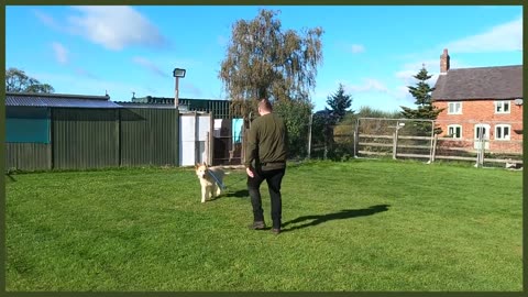 ABUSED GERMAN SHEPHERD FIRST TRAINING SESSION