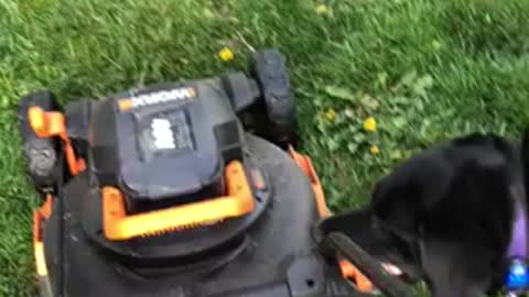 Stella eats a lawnmower