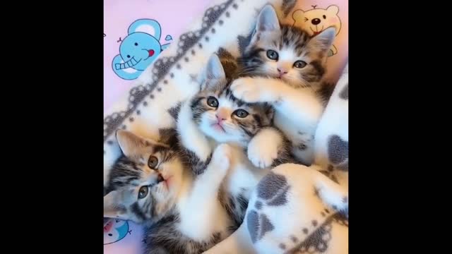 Funniest animals Best video 2021(Risi's Funny Cat)