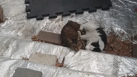 sleeping cat couple 2