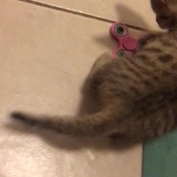 Foster kitten playing with spinner toy