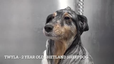 Ariana Grande step aside | Shetland Sheepdog can sing