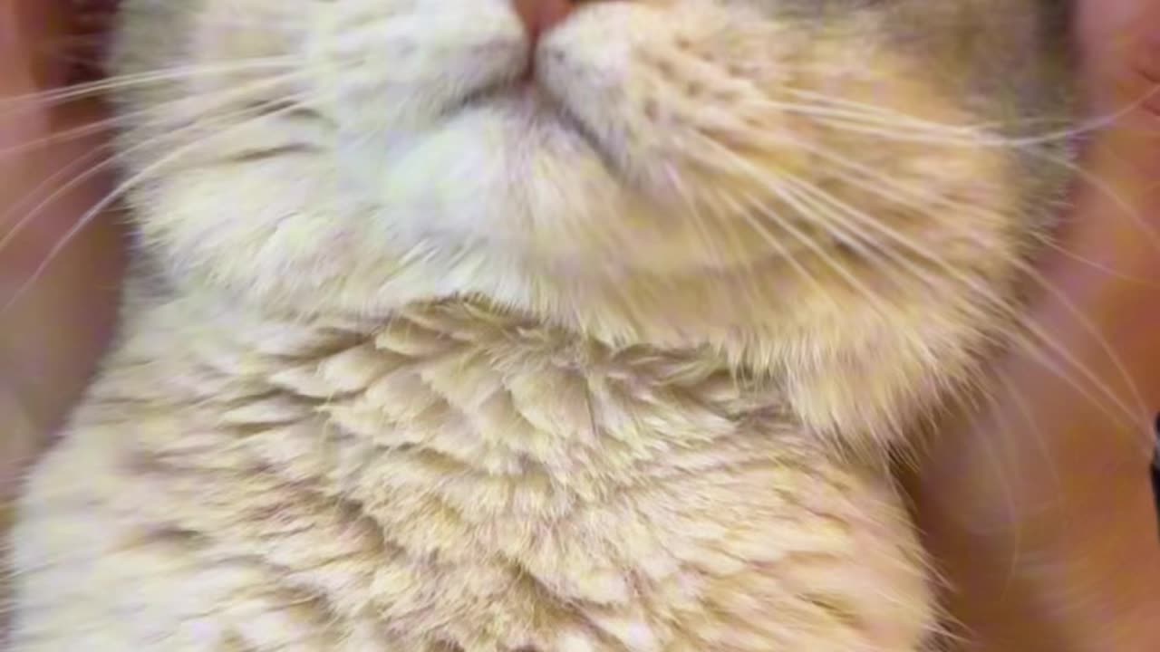 Beautiful cat