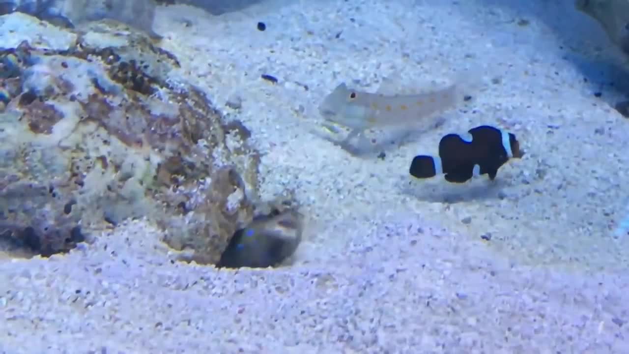 Funny fish fight