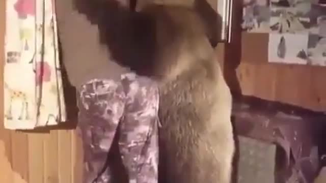 Would you like to have your own domestic bear