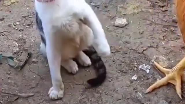 Very funniest moment 😅 Funny cat