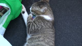 Entertaining Little Cat Grooms His Toys