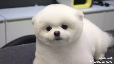 Cute little dog