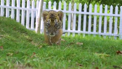 The growth of the tiger