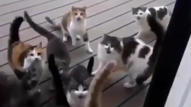 Invasion if miau