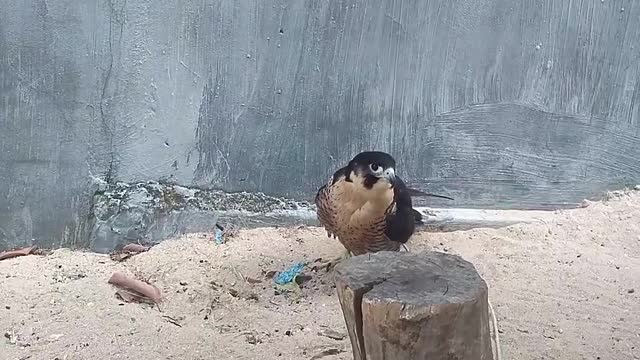 Falcon cute