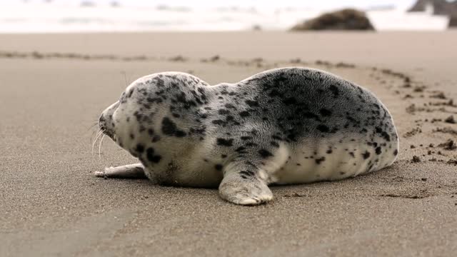 SEAL