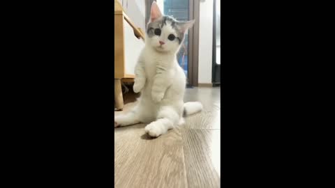 Funny animals - Funny cats / dogs - Funny animal videos l cats video