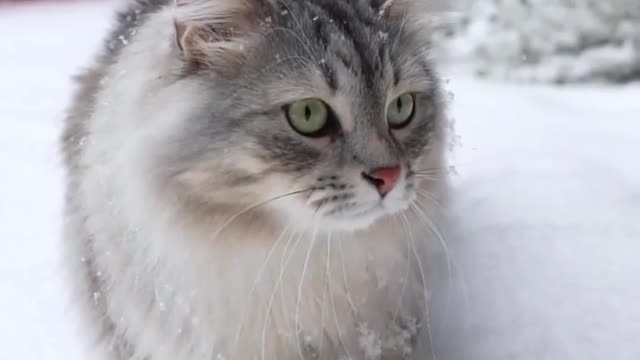 Cat and winter.