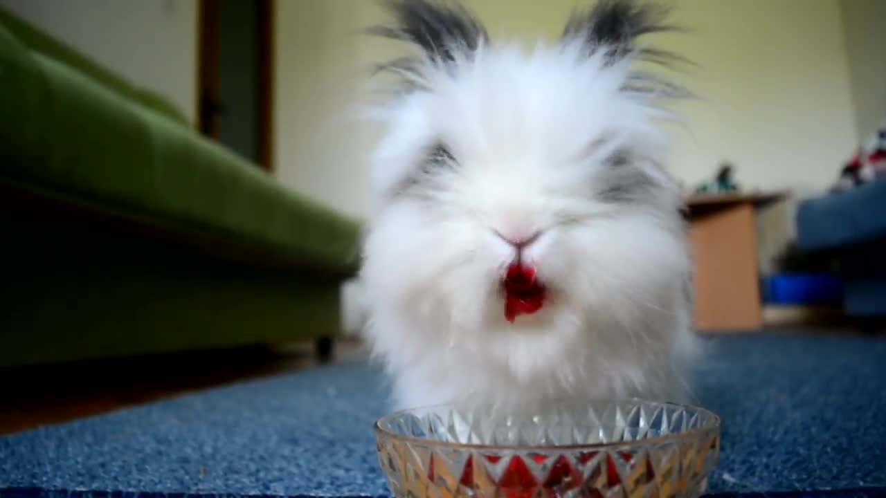 Rabbit eating strawberry & cherries