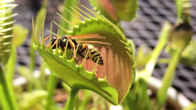 Venus Flytrap Devours Large Wasp