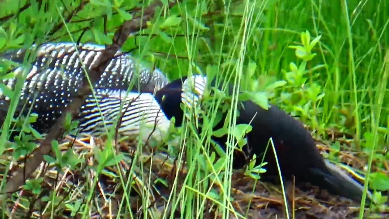 Nesting Loon