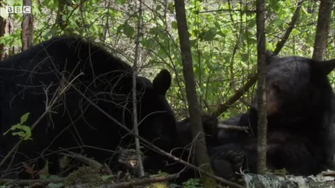 Intimate Black Bear Mating Scene | BBC Earth