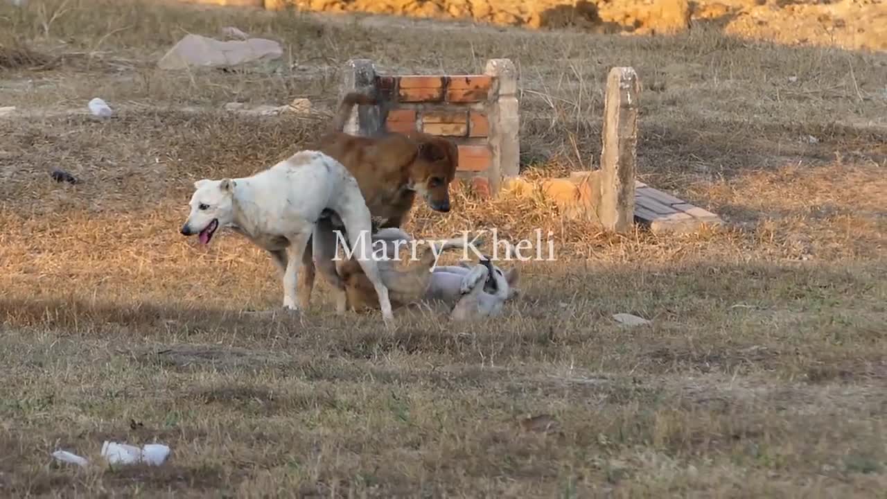 Dogs gets jealous and fight !!!