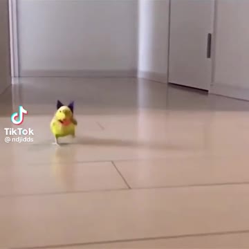 Puppy and parot running challenge funny tiktok video