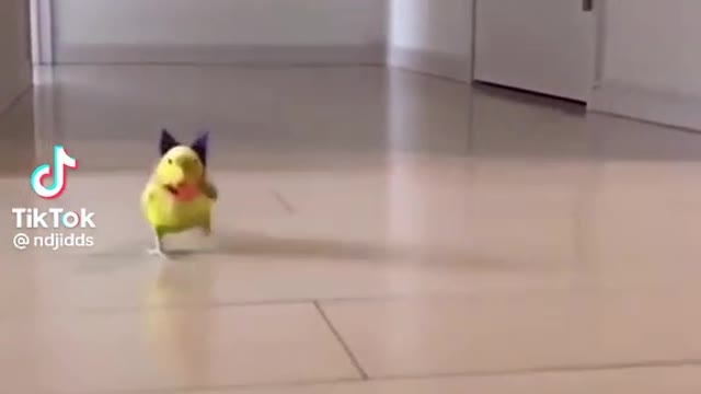 Puppy and parot running challenge funny tiktok video