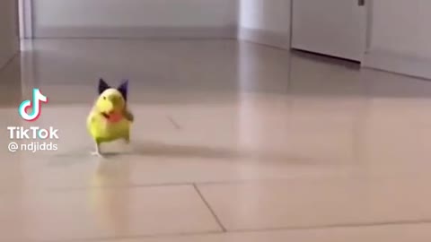 Puppy and parot running challenge funny tiktok video