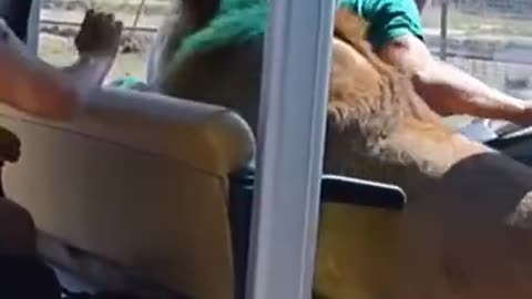 A car robbed by Lion..