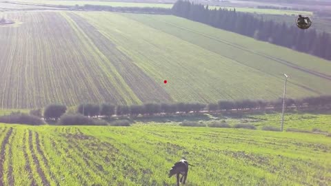 chasse avec chien