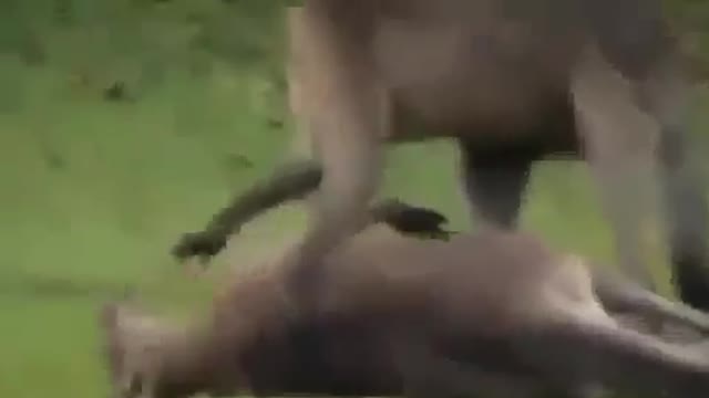 Crazy Kangaroo Fight Knock Out And Put To Sleep