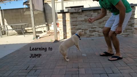 Labrador Puppy Learning and Performing Training Commands | Dog Showing All Training Skills