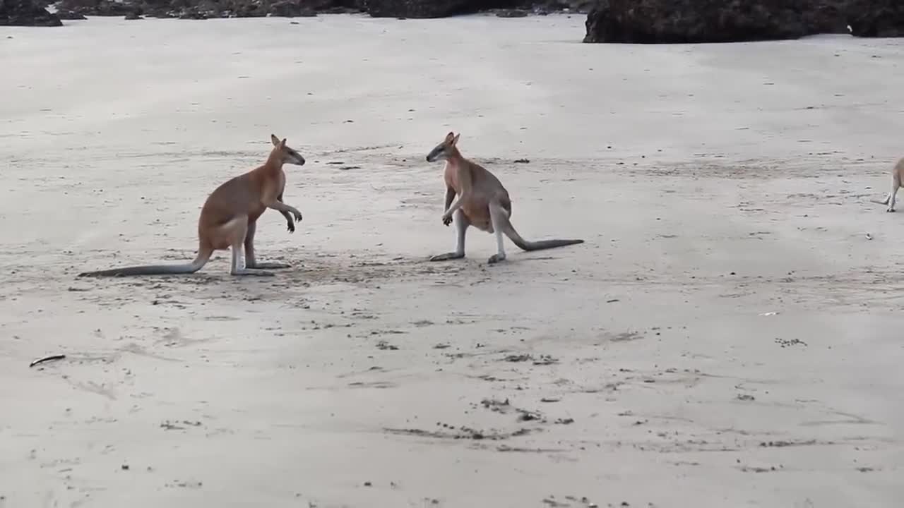 Wallaby Fight on the beach of Cape Hillsborough