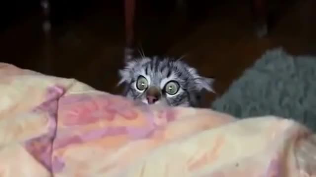 Cat watching horror movie