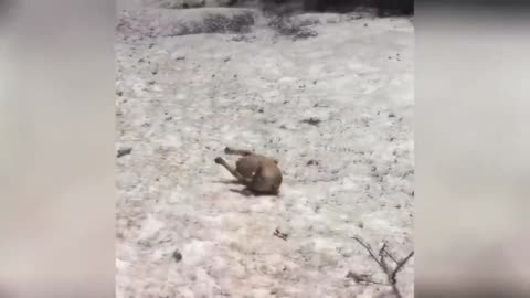 I HORNED AN HOUR / FUNNY ANIMALS, CATS OF DOGS AND OTHERS