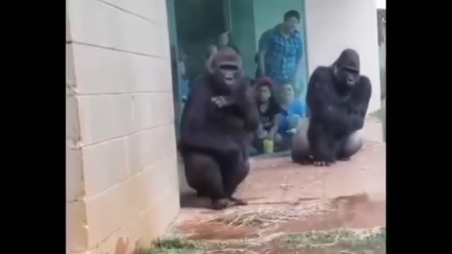 Funny Gorillas