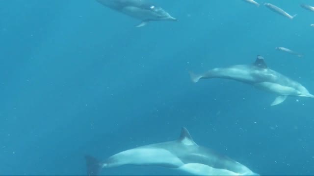 Dolphins cute moments