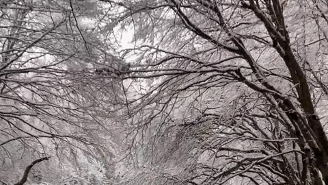 Road and Trees