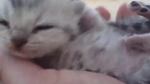 One week old kitten as big as palm