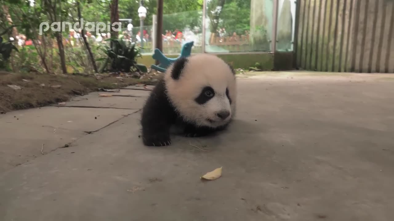 keeper encourages the panda cub to walk