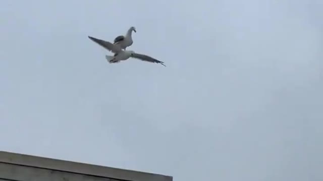 A bird hitchhiking on another bird's back 😨