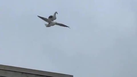 A bird hitchhiking on another bird's back 😨