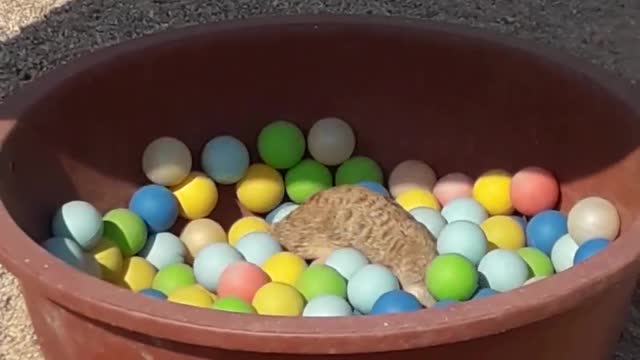 a desert fox playing with a ball